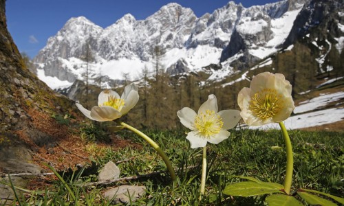 Schneerosen - © Schladming-Dachstein/Raffalt